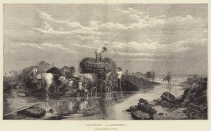 Tangsamlere